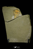 21190 - Premium Grade Soft Bodied Xiphosurid (Horseshoe Crab Ancestor) Lower Ordovician