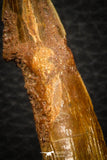 08303 - Great Collection of 3 Onchopristis numidus Cretaceous Sawfish Rostral Teeth Cretaceous