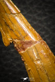 08303 - Great Collection of 3 Onchopristis numidus Cretaceous Sawfish Rostral Teeth Cretaceous