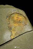 21190 - Premium Grade Soft Bodied Xiphosurid (Horseshoe Crab Ancestor) Lower Ordovician