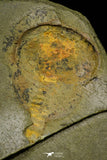 21190 - Premium Grade Soft Bodied Xiphosurid (Horseshoe Crab Ancestor) Lower Ordovician