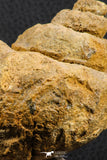 07229 - Beautiful Huge 3.61 Inch Unidentified Gastropod Cretaceous