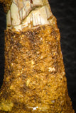 08303 - Great Collection of 3 Onchopristis numidus Cretaceous Sawfish Rostral Teeth Cretaceous