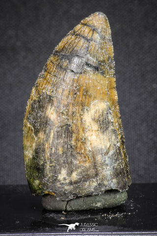 20115 - Great Serrated 1.74 Inch Carcharodontosaurus Dinosaur Tooth KemKem