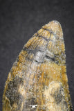 20115 - Great Serrated 1.74 Inch Carcharodontosaurus Dinosaur Tooth KemKem