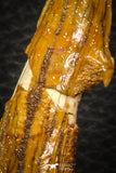 08303 - Great Collection of 3 Onchopristis numidus Cretaceous Sawfish Rostral Teeth Cretaceous