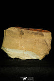 30379 -  Rare 0.43 Inch Alokistocare sp Middle Cambrian Trilobite - Georgia, USA