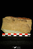 30379 -  Rare 0.43 Inch Alokistocare sp Middle Cambrian Trilobite - Georgia, USA