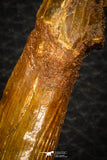 08303 - Great Collection of 3 Onchopristis numidus Cretaceous Sawfish Rostral Teeth Cretaceous