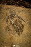 30379 -  Rare 0.43 Inch Alokistocare sp Middle Cambrian Trilobite - Georgia, USA