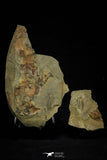 21191 - Rare Salterocoryphe sp Lower Ordovician Trilobite Fezouata Fm
