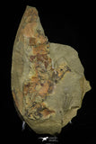 21191 - Rare Salterocoryphe sp Lower Ordovician Trilobite Fezouata Fm