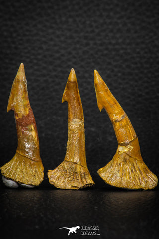 08304 - Great Collection of 3 Onchopristis numidus Cretaceous Sawfish Rostral Teeth Cretaceous