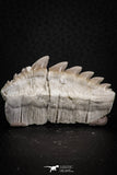 07231 - Top Beautiful 1.94 Inch Notidanodon loozi (Cow Shark) Tooth