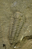 21191 - Rare Salterocoryphe sp Lower Ordovician Trilobite Fezouata Fm