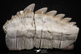 07231 - Top Beautiful 1.94 Inch Notidanodon loozi (Cow Shark) Tooth