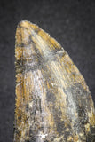 20115 - Great Serrated 1.74 Inch Carcharodontosaurus Dinosaur Tooth KemKem