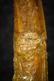 08304 - Great Collection of 3 Onchopristis numidus Cretaceous Sawfish Rostral Teeth Cretaceous
