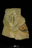 21191 - Rare Salterocoryphe sp Lower Ordovician Trilobite Fezouata Fm