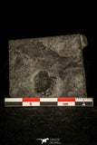 30380 - Beautiful 0.64 Inch Bumastus sp Lower Silurian Trilobite - New York USA