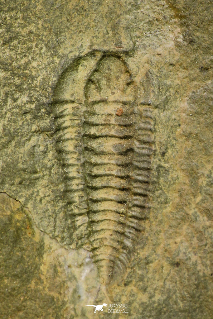21191 - Rare Salterocoryphe sp Lower Ordovician Trilobite Fezouata Fm