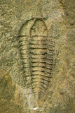 21191 - Rare Salterocoryphe sp Lower Ordovician Trilobite Fezouata Fm