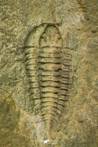 21191 - Rare Salterocoryphe sp Lower Ordovician Trilobite Fezouata Fm