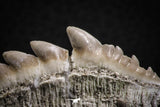 07231 - Top Beautiful 1.94 Inch Notidanodon loozi (Cow Shark) Tooth