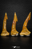 08304 - Great Collection of 3 Onchopristis numidus Cretaceous Sawfish Rostral Teeth Cretaceous