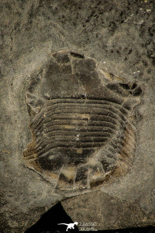 30380 - Beautiful 0.64 Inch Bumastus sp Lower Silurian Trilobite - New York USA