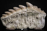 07231 - Top Beautiful 1.94 Inch Notidanodon loozi (Cow Shark) Tooth