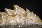 07232 - Top Quality 1.79 Inch Notidanodon loozi (Cow Shark) Tooth