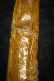 08304 - Great Collection of 3 Onchopristis numidus Cretaceous Sawfish Rostral Teeth Cretaceous