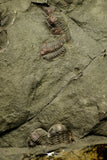 21192 - Great Association of 2 Lehua sp Lower Ordovician Trilobite Fezouata Fm