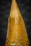 08304 - Great Collection of 3 Onchopristis numidus Cretaceous Sawfish Rostral Teeth Cretaceous