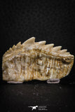 07232 - Top Quality 1.79 Inch Notidanodon loozi (Cow Shark) Tooth