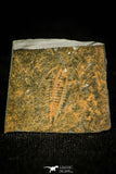 30381 - Top Rare 0.76 Inch Olenus truncatus Upper Cambrian Trilobite - Wales