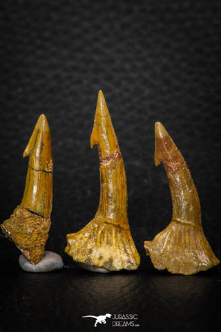 08305 - Great Collection of 3 Onchopristis numidus Cretaceous Sawfish Rostral Teeth Cretaceous