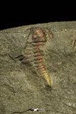 21192 - Great Association of 2 Lehua sp Lower Ordovician Trilobite Fezouata Fm