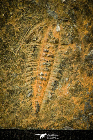 30381 - Top Rare 0.76 Inch Olenus truncatus Upper Cambrian Trilobite - Wales