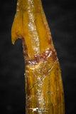 08305 - Great Collection of 3 Onchopristis numidus Cretaceous Sawfish Rostral Teeth Cretaceous