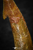 08305 - Great Collection of 3 Onchopristis numidus Cretaceous Sawfish Rostral Teeth Cretaceous