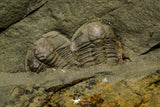 21192 - Great Association of 2 Lehua sp Lower Ordovician Trilobite Fezouata Fm