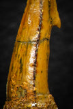 08305 - Great Collection of 3 Onchopristis numidus Cretaceous Sawfish Rostral Teeth Cretaceous