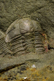 21192 - Great Association of 2 Lehua sp Lower Ordovician Trilobite Fezouata Fm