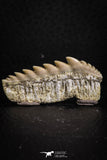 07233 - Collector Grade 1.67 Inch Notidanodon loozi (Cow Shark) Tooth