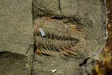 21192 - Great Association of 2 Lehua sp Lower Ordovician Trilobite Fezouata Fm