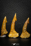 08305 - Great Collection of 3 Onchopristis numidus Cretaceous Sawfish Rostral Teeth Cretaceous