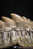 07233 - Collector Grade 1.67 Inch Notidanodon loozi (Cow Shark) Tooth
