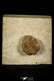 30382 - Top Beautiful 0.72 Inch Lochovella (Reedops) deckeri Lower Devonian Trilobite - Oklahoma USA